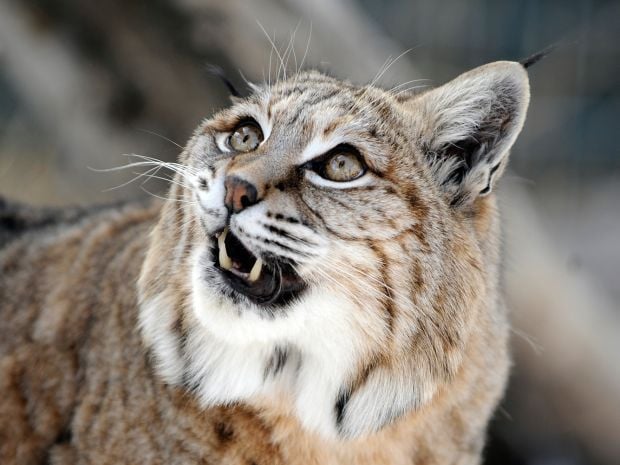 Lynx